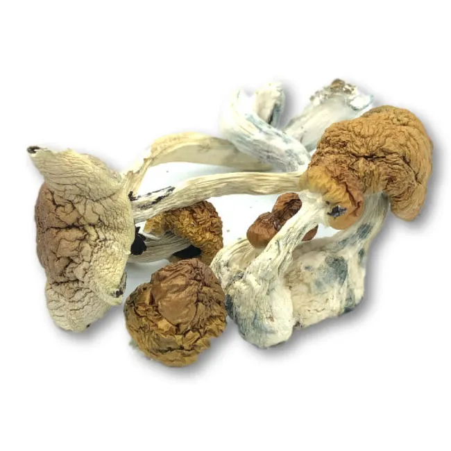 African Transkei Mushroom