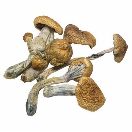 Buy B+ Magic Mushrooms California