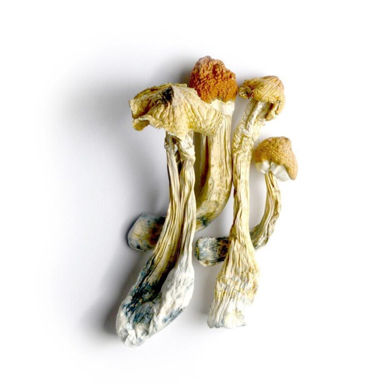 Ecuadorian Mushrooms For Sale California