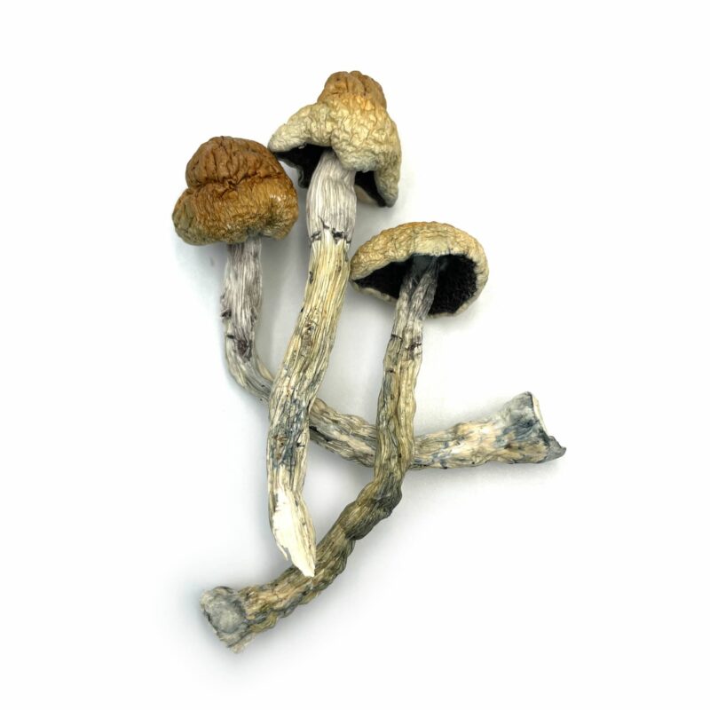 Buy Golden Teachers mushrooms