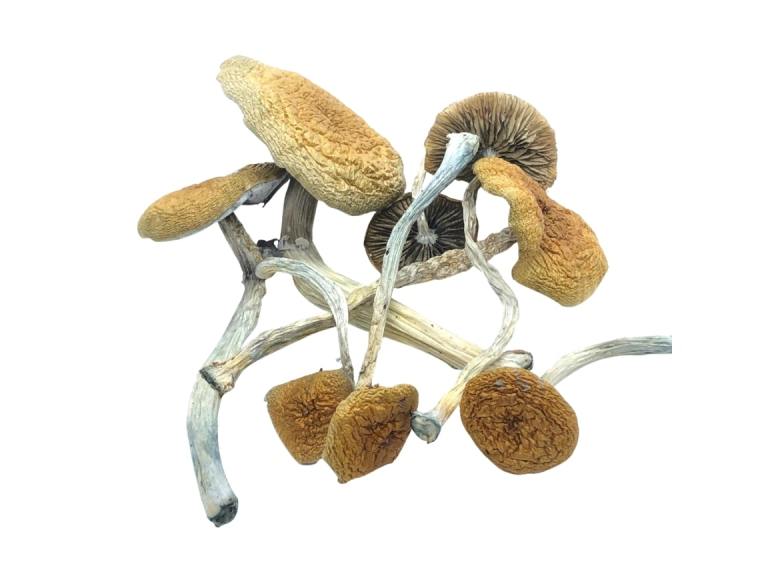 Buy Mazatapec mushroom california