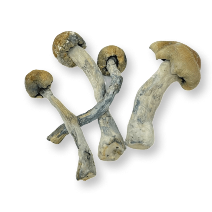 Trinity magic mushrooms