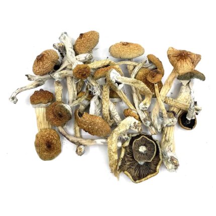 Wavy Cap Mushrooms (Psilocybe Cyanescens)